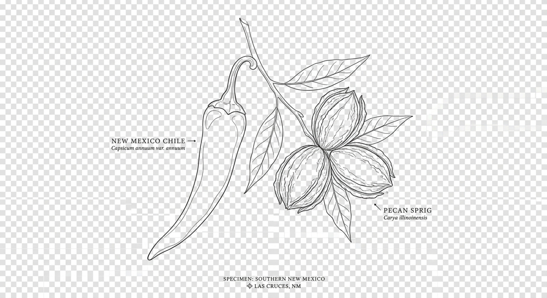 Field guide illustration of a New Mexico chile pepper and pecan sprig